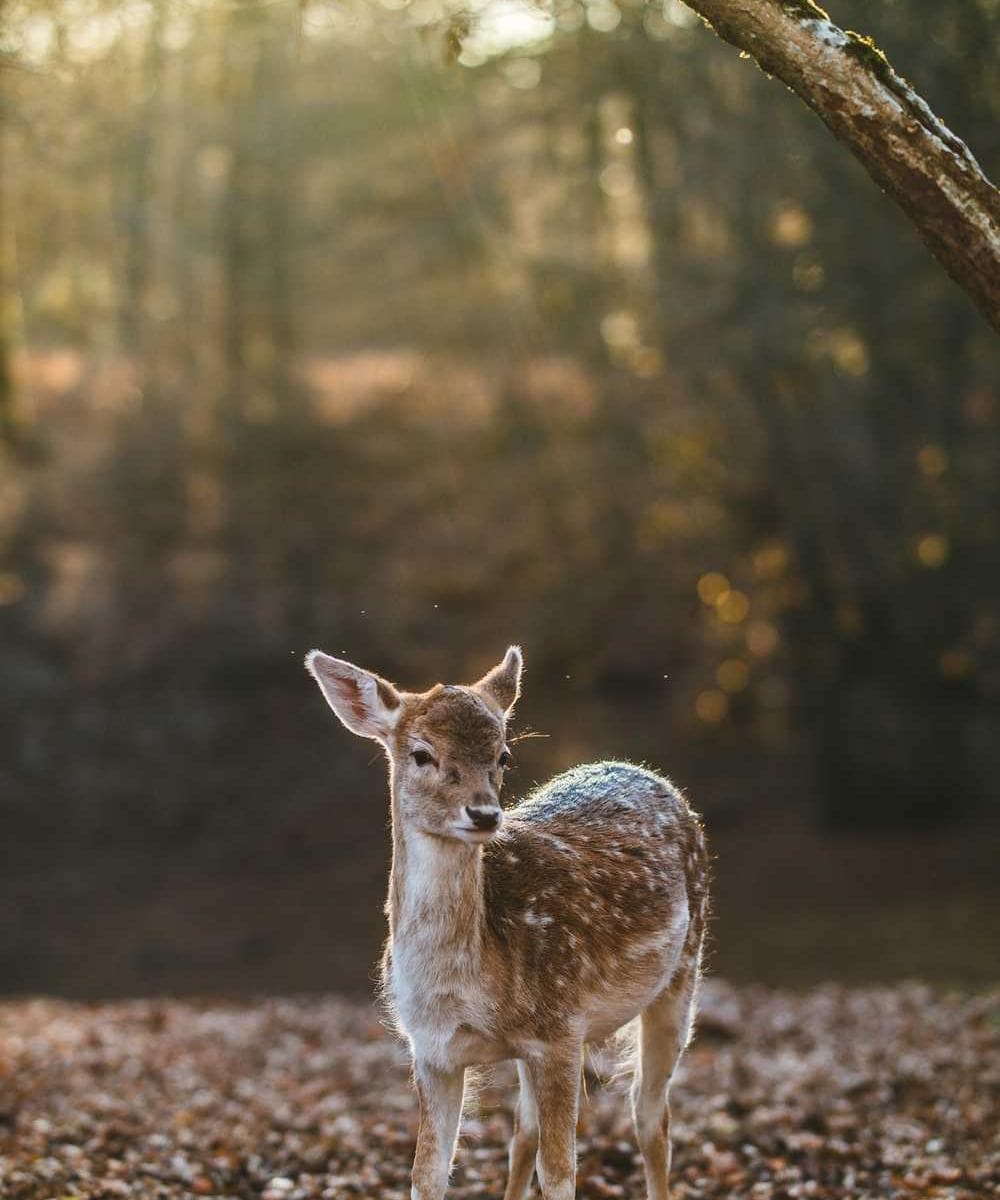 A sophisticated meeting room with dark wood and leather chairs