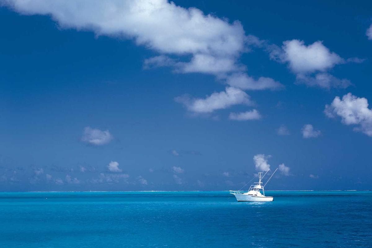 A single, bare tree in a misty, black and white landscape