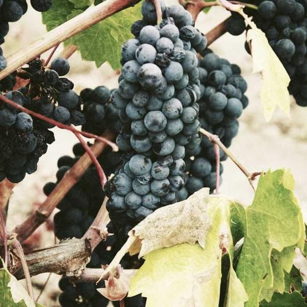 A large, speckled ceramic serving bowl